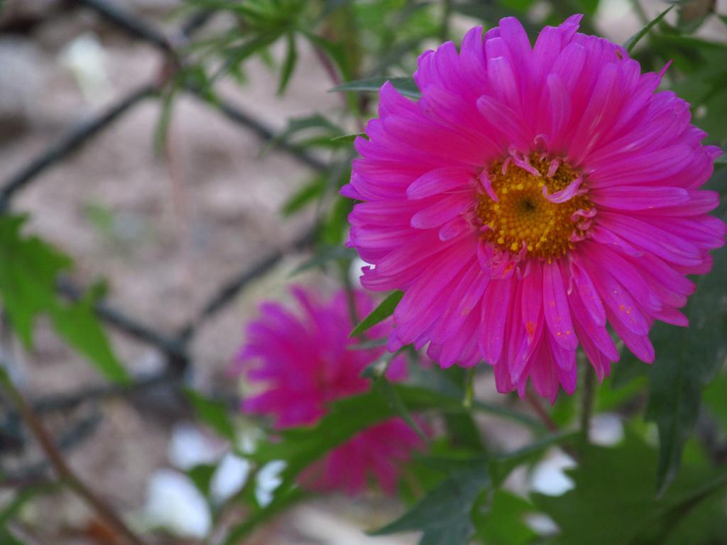 Pubali Homestay Bolpur Buitenkant foto